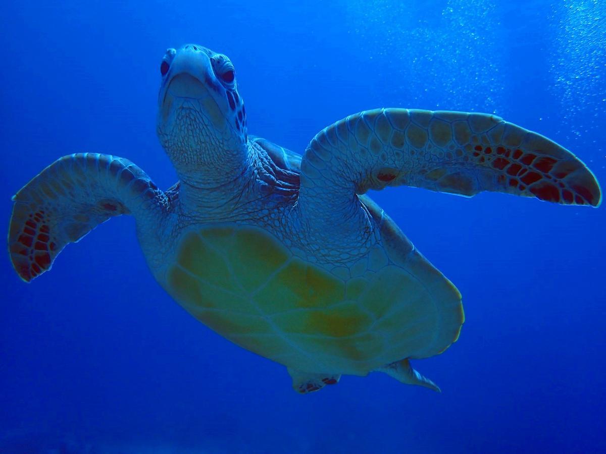 Blue Sea Romance B&B กรีนไอแลนด์ ภายนอก รูปภาพ